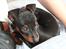 Dvaergpinscher Rødkildes Ferba