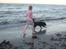 Flat coated retriever Freja - Nyt lige en lille tur ved stranden 