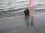 Flat coated retriever Freja - Nyt lige en lille tur ved stranden 