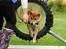Shiba Heok's Ryuu kaldes Taiko - 13 måneder gammel til agility :)
Taget af Freja Blume :)