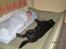 Labrador retriever Molly - ZzZZzZzz mig og molly<3. 