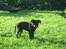 Labrador retriever Molly