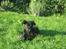 Labrador retriever Molly