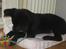 Labrador retriever Molly