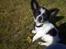 Chihuahua Cody - Cody nyder solen i haven :)