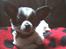 Chihuahua Cody - Charme ;)