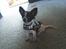 Chihuahua Cody - Cody med sin fine K9 sele :)