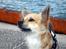 Chihuahua Pepsi - Lerches Miss Pepsi - 13/8-11