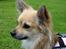 Chihuahua Pepsi - Lerches Miss Pepsi - 14/8-11
