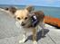 Chihuahua Pepsi - Lerches Miss Pepsi - 13/8-11
