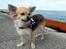 Chihuahua Pepsi - Lerches Miss Pepsi - 13/8-11