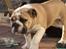 Engelsk bulldog Enja  (solgt)