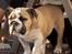 Engelsk bulldog Enja  (solgt)