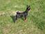 Dvaergpinscher Rødkildes Flora