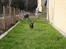 Dvaergpinscher Rødkildes Flora