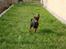Dvaergpinscher Rødkildes Flora