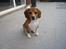 Blanding af racer Basse. Beagle/Fransk bulldog - billedet taget den 15/8-20011
