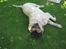 Blanding af racer Basse. Beagle/Fransk bulldog