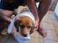 Blanding af racer Basse. Beagle/Fransk bulldog