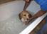 Blanding af racer Basse. Beagle/Fransk bulldog