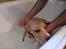 Blanding af racer Basse. Beagle/Fransk bulldog