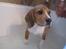 Blanding af racer Basse. Beagle/Fransk bulldog