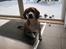 Blanding af racer Basse. Beagle/Fransk bulldog