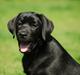 Labrador retriever Labrander Liva (Maggie)