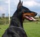 Dobermann E'Hiram Elite House