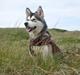Alaskan malamute Sally