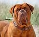 Dogue de bordeaux Rock