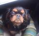 King charles spaniel Castle of Roses Nathen Mc Neal