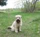Irish softcoated wheaten terrier Betty