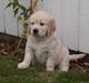 Golden retriever Frida