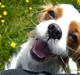 Cavalier king charles spaniel Fie