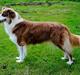 Australian shepherd Indis of Tailwind