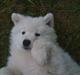 Samojedhund Toby