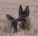 Schæferhund Diesel<3 Den vilde:-*