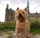 Cairn terrier Fidel