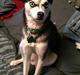Alaskan Klee Kai ] Shady