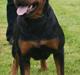 Rottweiler VOM HAUSE WENORRA HONEY