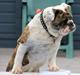 Engelsk bulldog » cecil « 