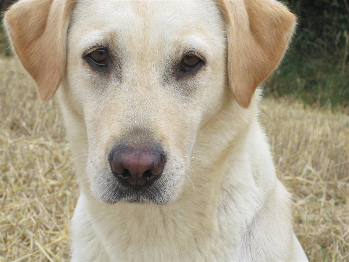 Labrador retriever Mille - Heeeeej ;D billede 17