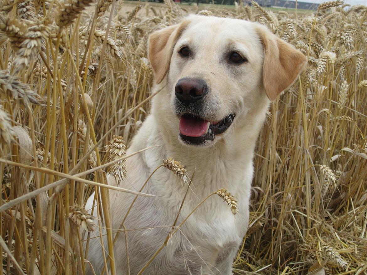 Labrador retriever Mille - Hvor blev mussen af ? billede 18
