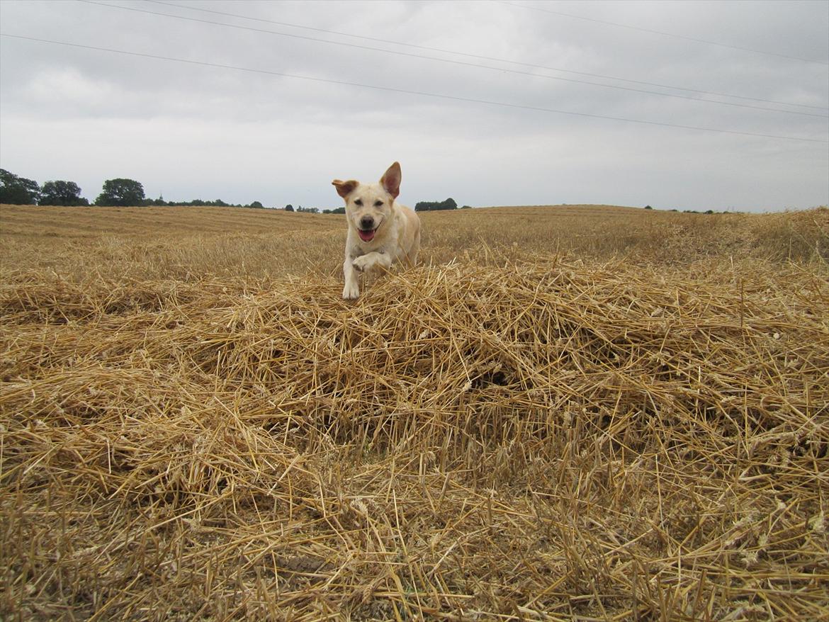 Labrador retriever Mille - Her kommer jeg ? billede 19