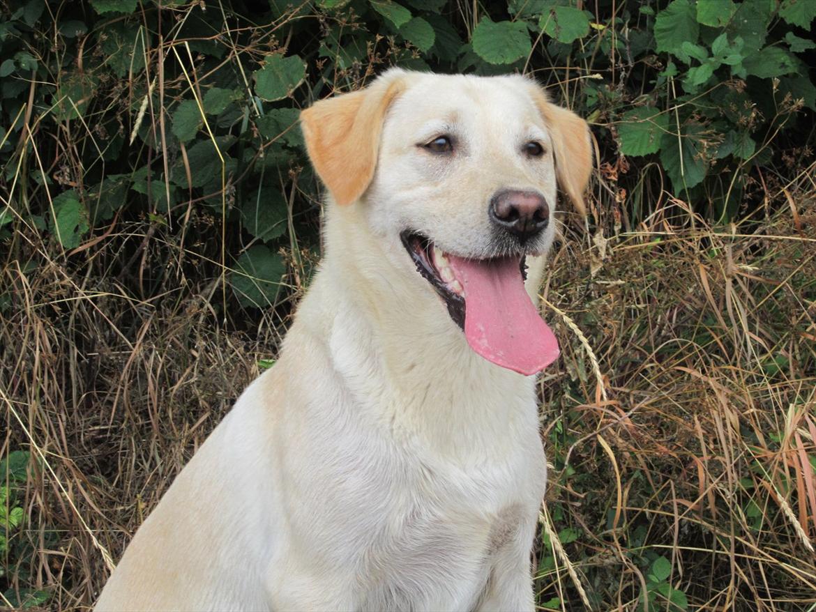 Labrador retriever Mille - Jeg er parat !  billede 20