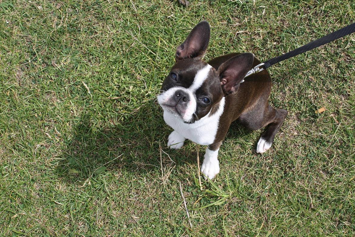 Boston terrier Alba billede 1