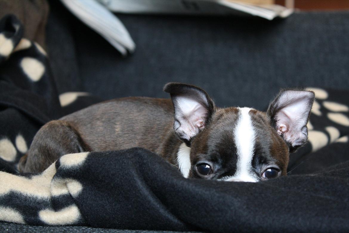 Boston terrier Alba billede 2