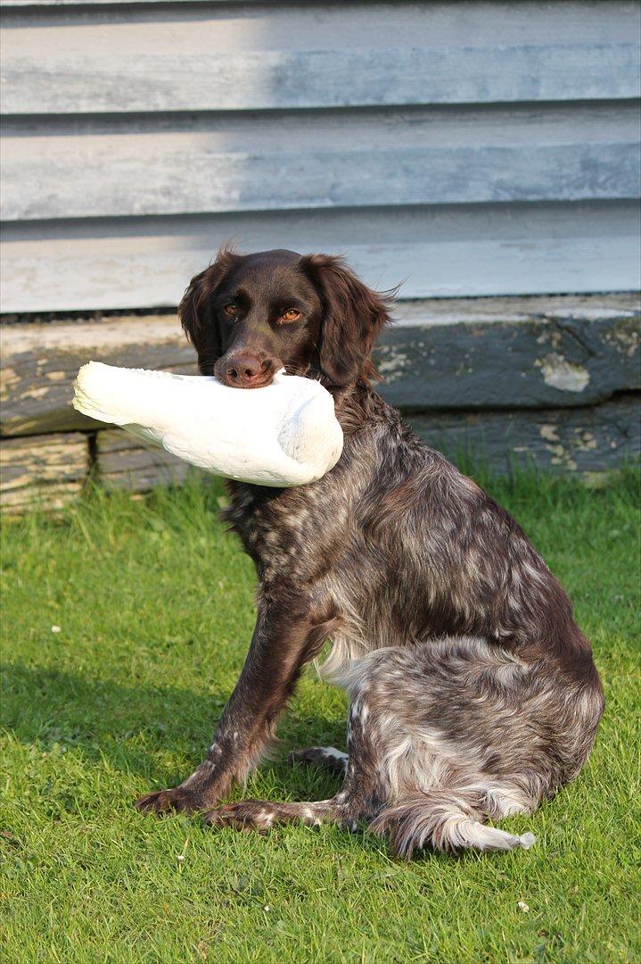 Kleiner münsterländer Løvmosen´s Tikka billede 11