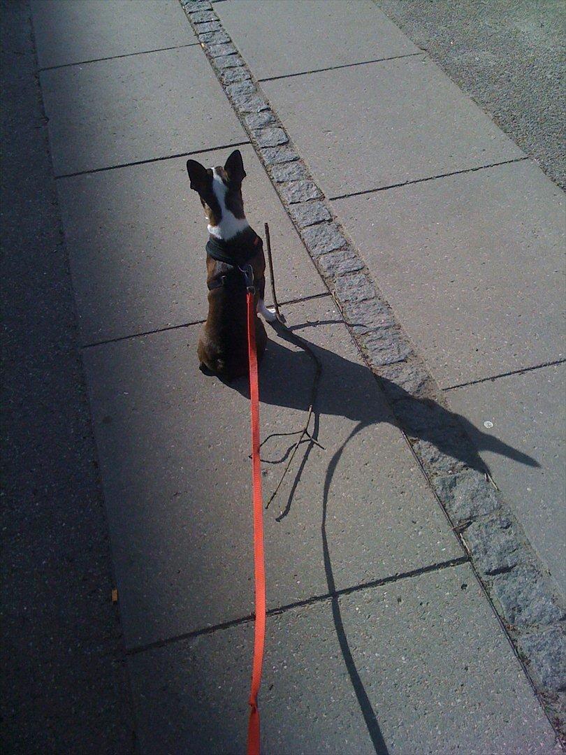 Boston terrier Alba billede 3